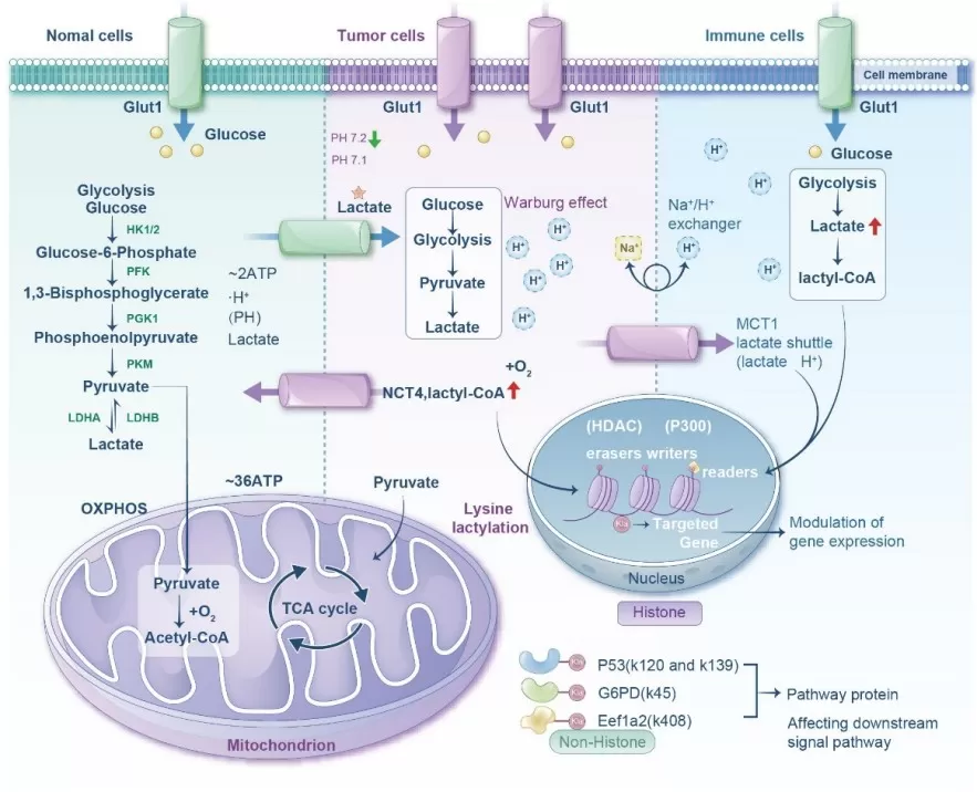 Diagram comparing metabolic processes in normal, tumor, and immune cells